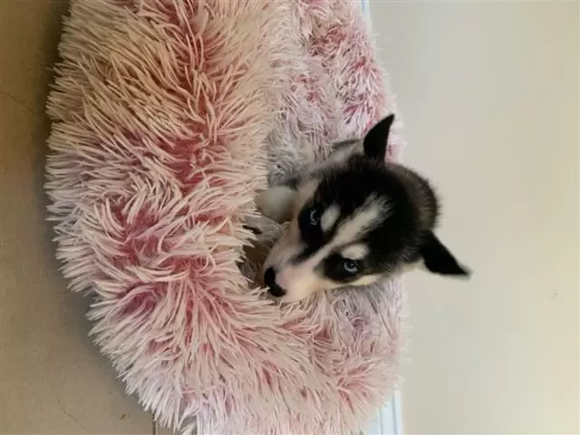 $400 : Siberian Husky Puppies image 2