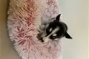 $400 : Siberian Husky Puppies thumbnail