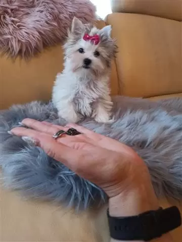 $400 : Cute Yorkie Puppy image 1
