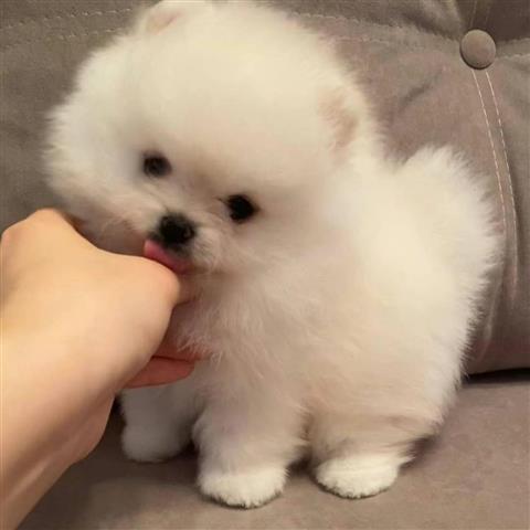 $350 : Pomerania en venta image 1