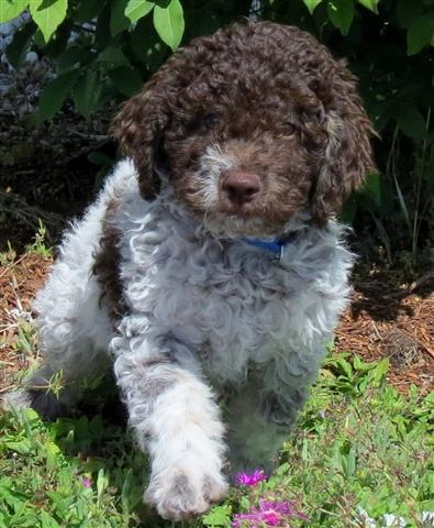 $200 : lagotto romagnolo puppies image 1