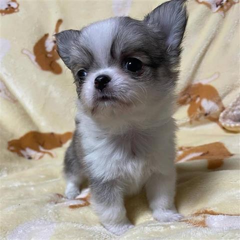 $400 : Teacup chihuahua for adoption image 1