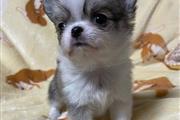 Teacup chihuahua for adoption