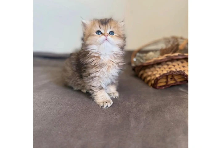 $200 : Super Persian available image 1