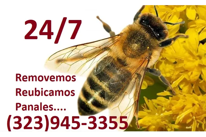 24/7 BEE REMOVAL SERVICE 100% image 8