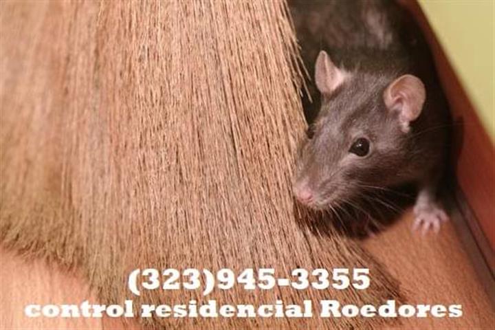 Rodents Fumigation 24/7. image 7