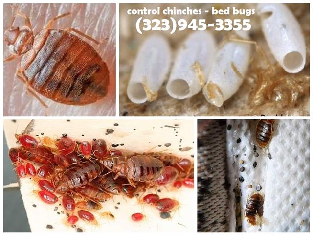 PEST CONTROL (323)945-3355 image 10