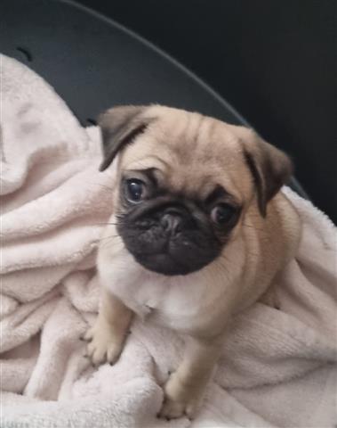 $500 : Cachorros Pug EN VENTA Masco image 2