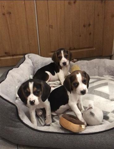 $500 : Amazing Beagle puppies ready image 3