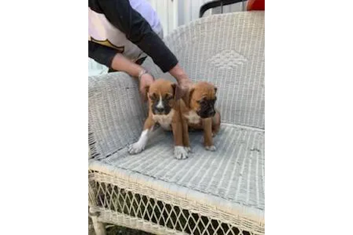 $250 : 🐶 ¡HERMOSOS PUPPIES BOXER! 🐶 image 7