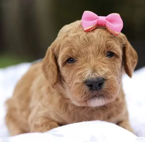 $350 : Golden doodle puppy for sale image 2