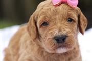 $350 : Golden doodle puppy for sale thumbnail