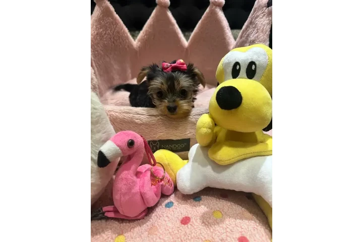 $1500 : Adorable Purebred Yorkshire image 4