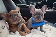 Cachorros de bulldog francés e thumbnail