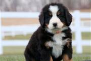 $300 : Bernese Mountain Dog Puppies thumbnail