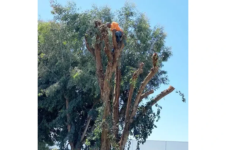 Adelfo Tree Service image 1