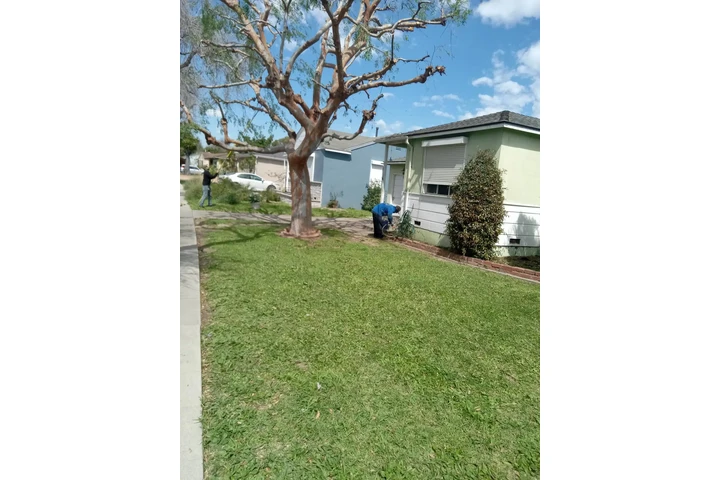 Daniel's Tree Service image 5