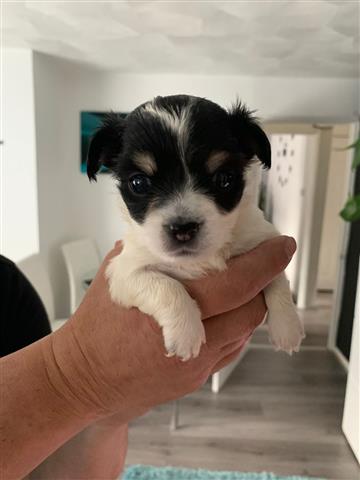 $500 : Chihuahua Puppies image 3