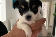 $500 : Chihuahua Puppies thumbnail