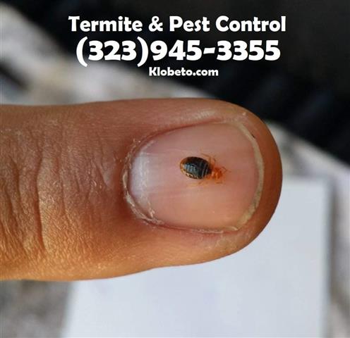 BED BUGS - PEST CONTROL 24/7 image 4