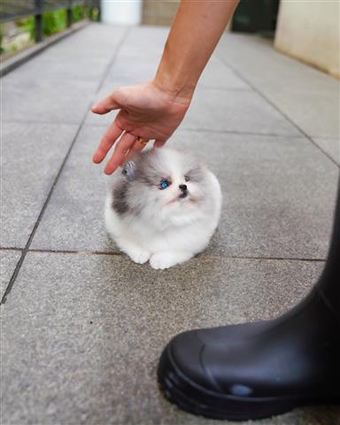 $300 : Teacup Pomeranian puppies image 6