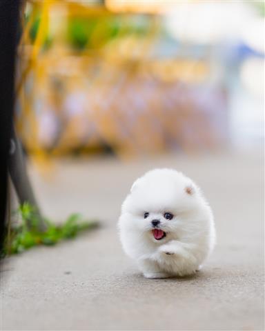 $250 : Pomeranian puppy for adoption image 2