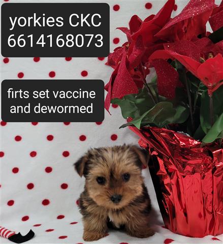 $1500 : Yorkies purebred image 7