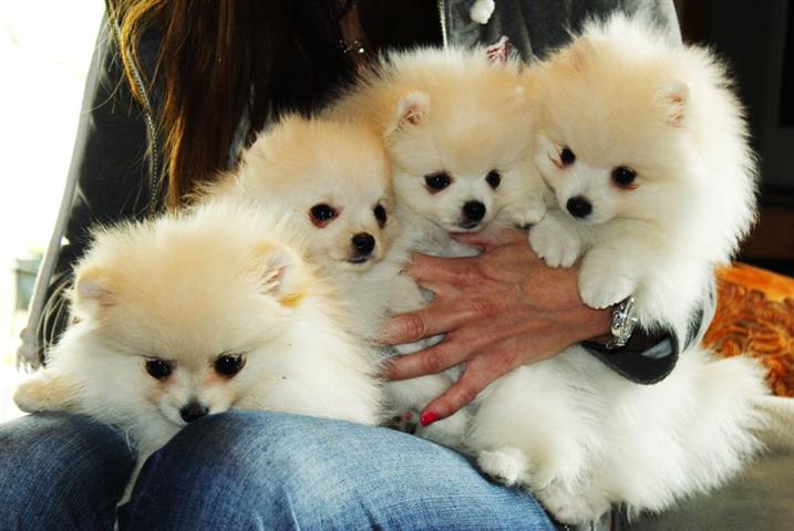 $190 : 5 Pomeranian puppies Nino image 1