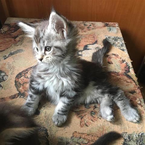 $250 : Cute Maine Coon kittens image 3