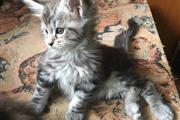 $250 : Cute Maine Coon kittens thumbnail