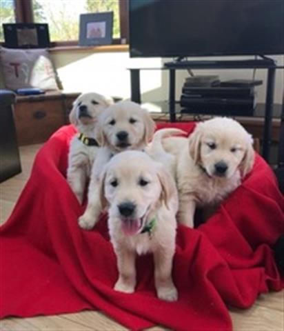 $400 : Golden Retriever puppies image 1