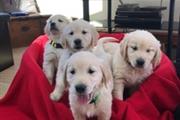 Golden Retriever puppies en New Hampshire