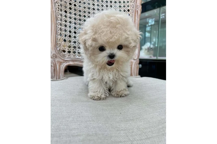 $350 : MALTIPOO EN VENTA image 2