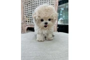 $350 : MALTIPOO EN VENTA thumbnail