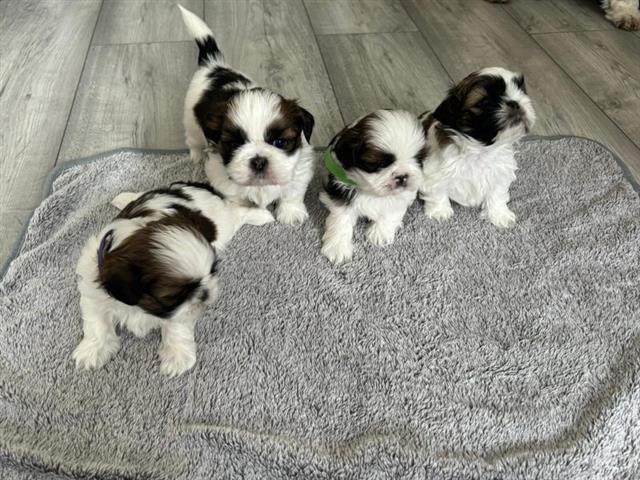 $300 : Imperial Shih Tzu's image 1