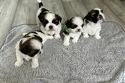 Imperial Shih Tzu's