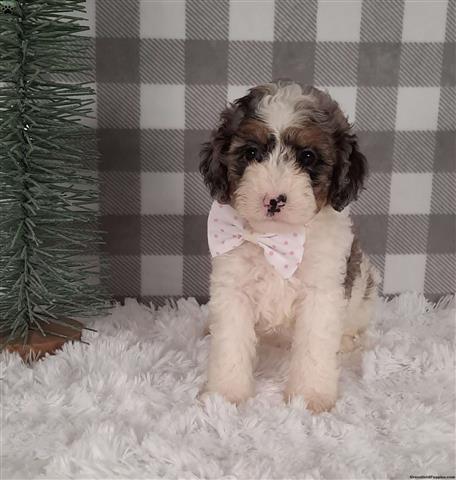 $400 : Adorable poodles image 1