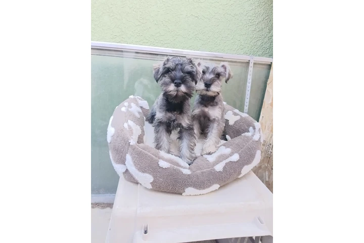 $500 : Schnauzer puppies image 1