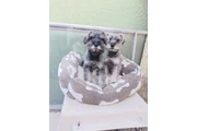Schnauzer puppies en Los Angeles