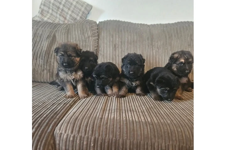 $350 : Cachorros de pastor alemán image 2