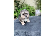 $250 : Perritos bonitos thumbnail