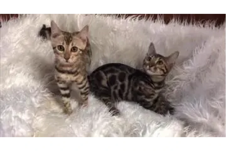 $2800000 : Bengali Hermosos Gatos Med image 2