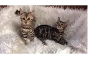 $2800000 : Bengali Hermosos Gatos Med thumbnail