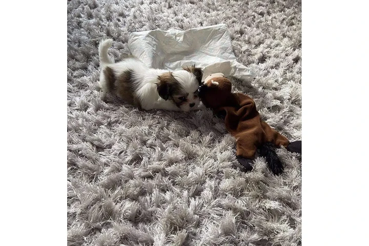 $350 : Cachorros Shih Tzu taza de té image 3