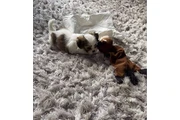 $350 : Cachorros Shih Tzu taza de té thumbnail