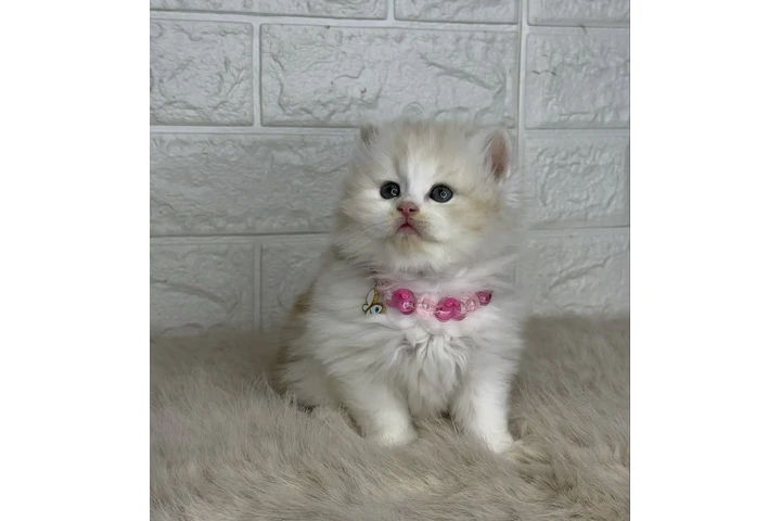 $310 : Ragdoll Kittens For Sale image 2