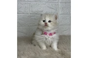 $310 : Ragdoll Kittens For Sale thumbnail