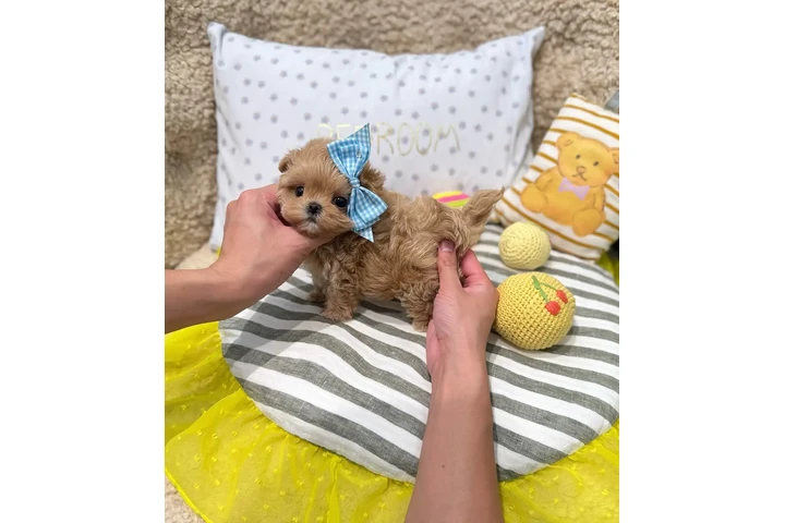 $400 : Chihuahua and Maltipoo Puppies image 5