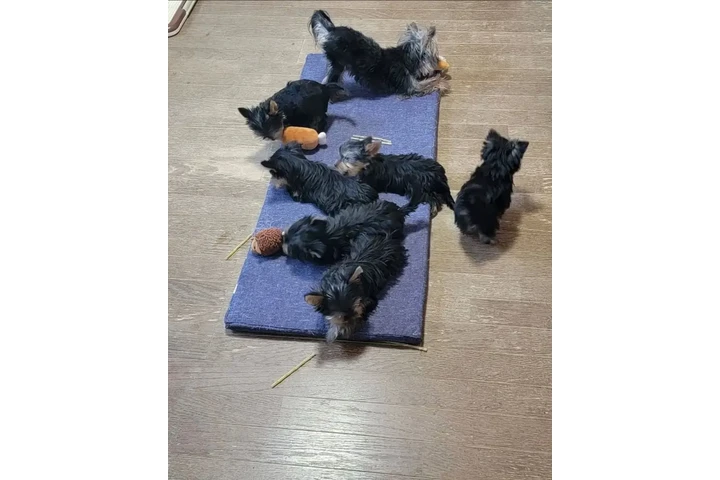 $350 : Cachorros yorkie taza de té image 2