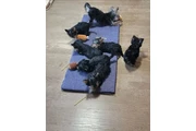 $350 : Cachorros yorkie taza de té thumbnail